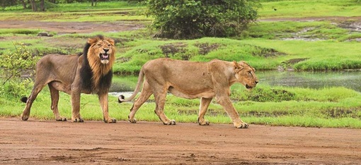 Gir National Park lions Gujarat wildlife