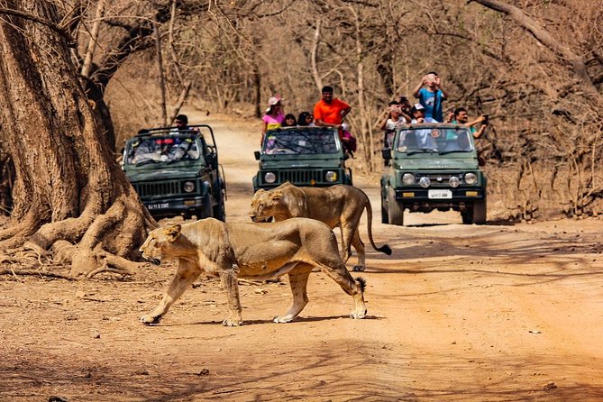 Gir Forest jeep safari outstation trip